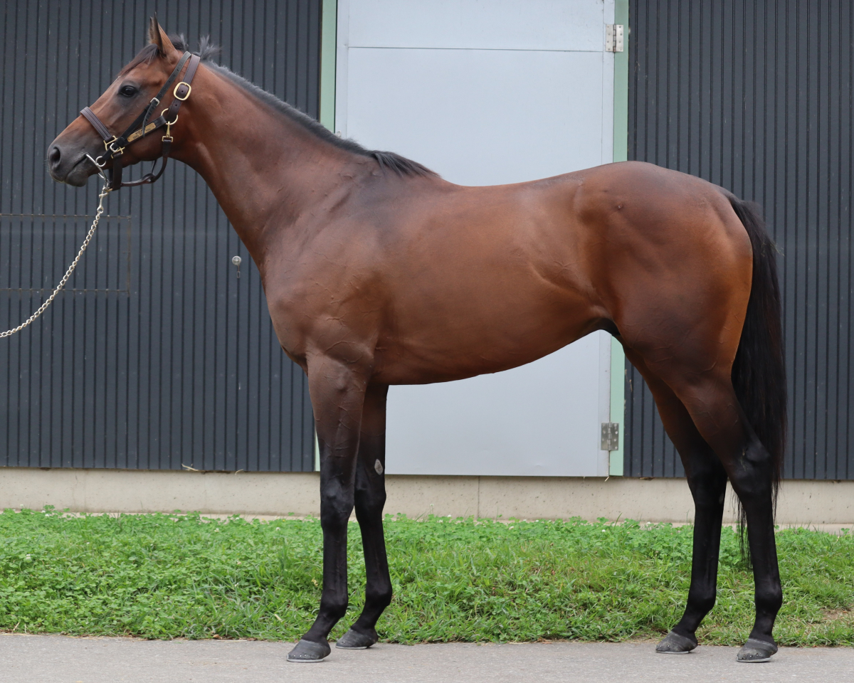 ナイトバード　　牡３歳　　※中央競馬　登録抹消_main1