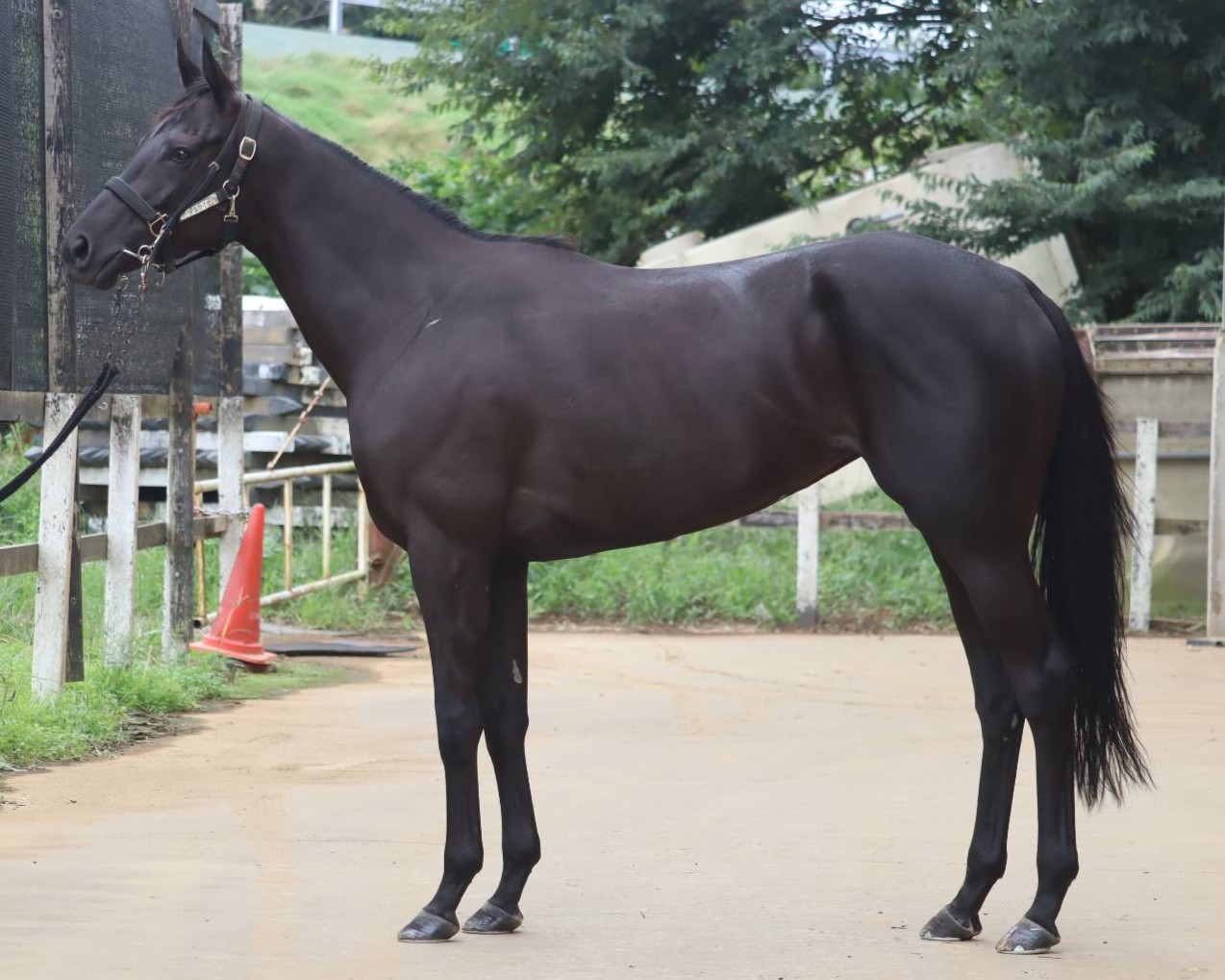 ルシアージュ　　牝３歳　　※中央競馬　登録抹消_main1