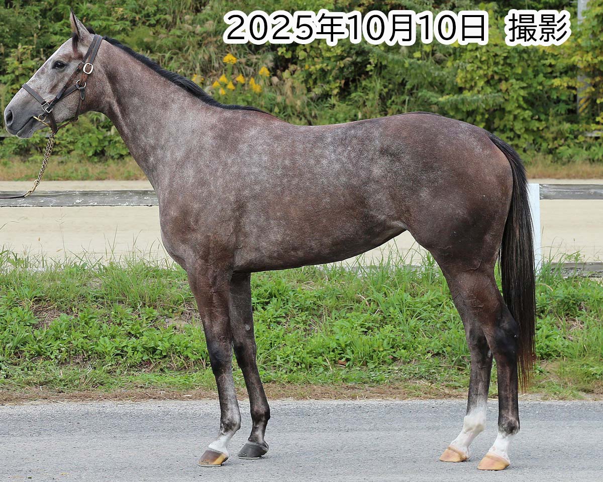 プラチナムディスク　　牝３歳　　※中央競馬　登録抹消_main1