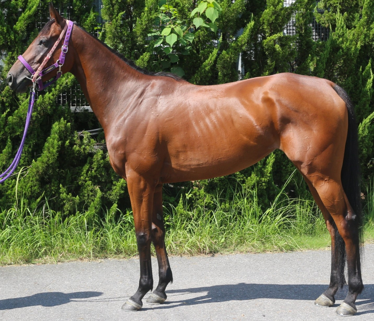 スマイルガーデン　　牝３歳　　※中央競馬　登録抹消_main1