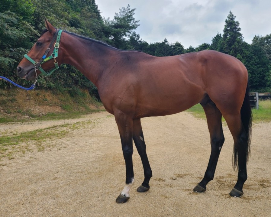 シャインゴーツ　　牡３歳　　※中央競馬　登録抹消_main1