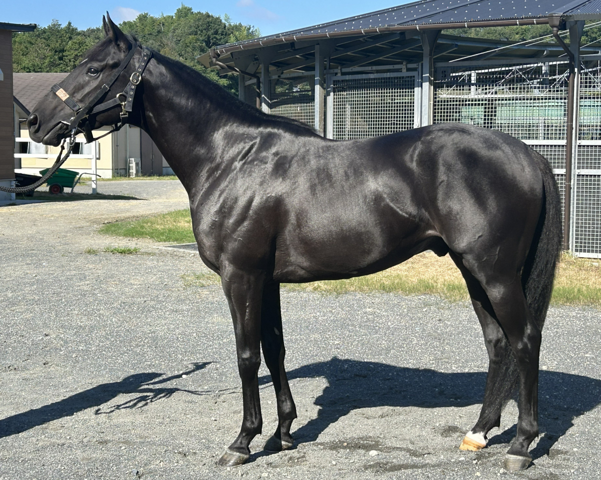 キッショウダラニ　　牡３歳　　※中央競馬　登録抹消_main1