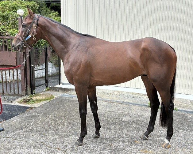 ナムラヴンダー　　牡３歳　　※中央競馬　登録抹消_main1