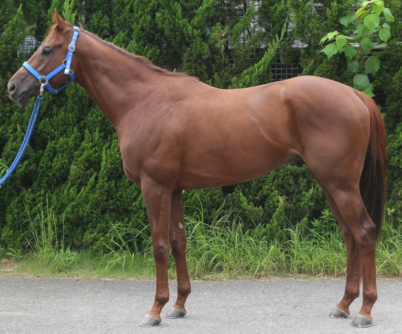 ナムラロダン　　牡３歳　　※中央競馬　登録抹消_main1