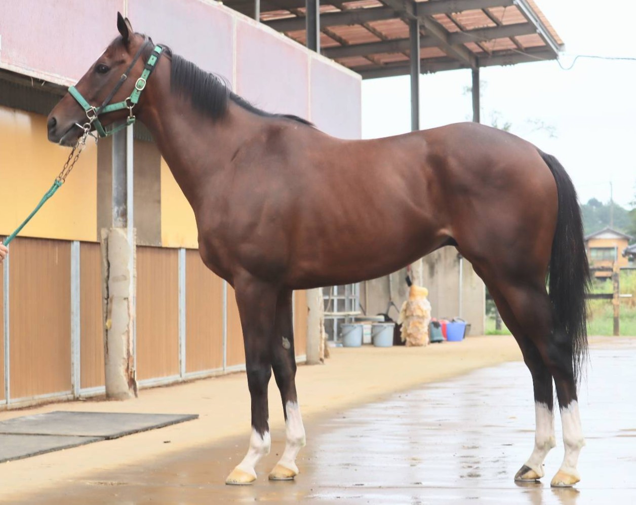 ランスロット　　セン５歳　　※中央競馬　登録抹消_main1