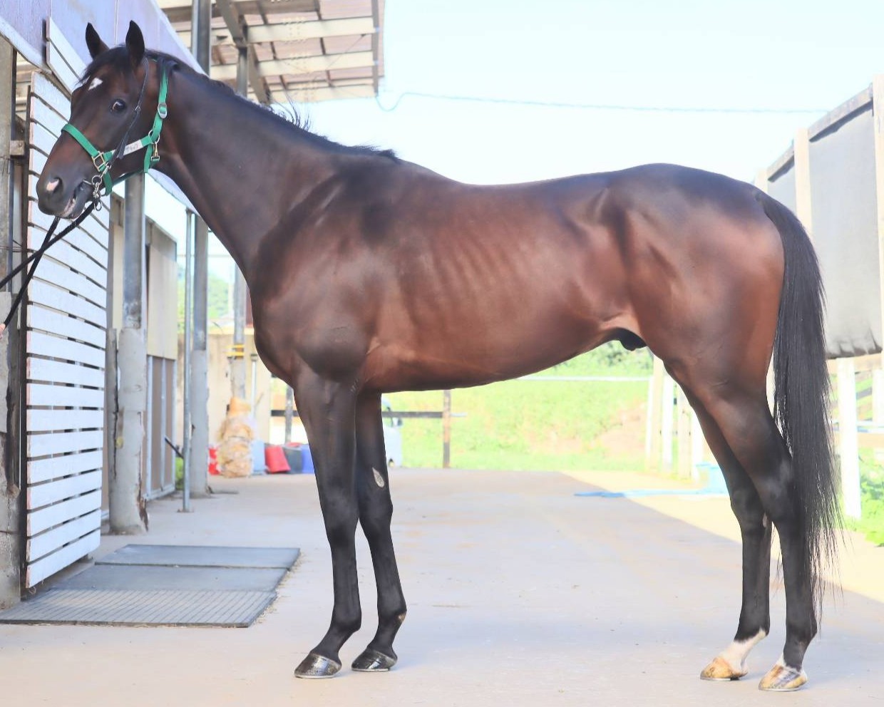 パーリーブラック　　牡６歳　　※中央競馬　登録抹消_main1