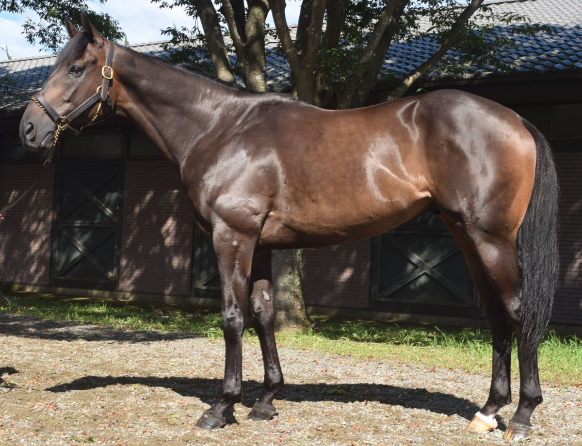 クロニクル　　セン７歳　　※中央競馬　登録抹消_main1