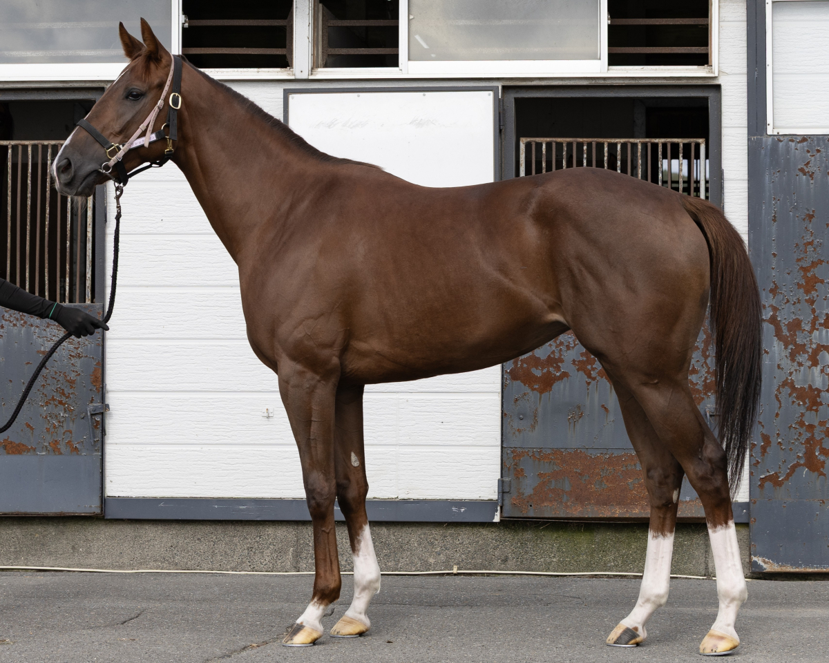 イグレックリヤン　　牝２歳　　※地方競馬　在籍_main1