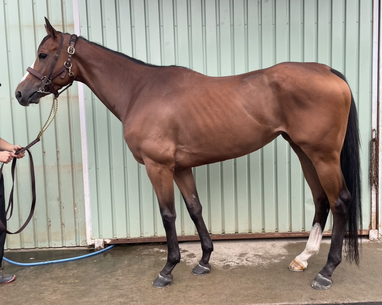 カムトゥゲザー　　牝３歳　　※地方競馬　在籍_main1