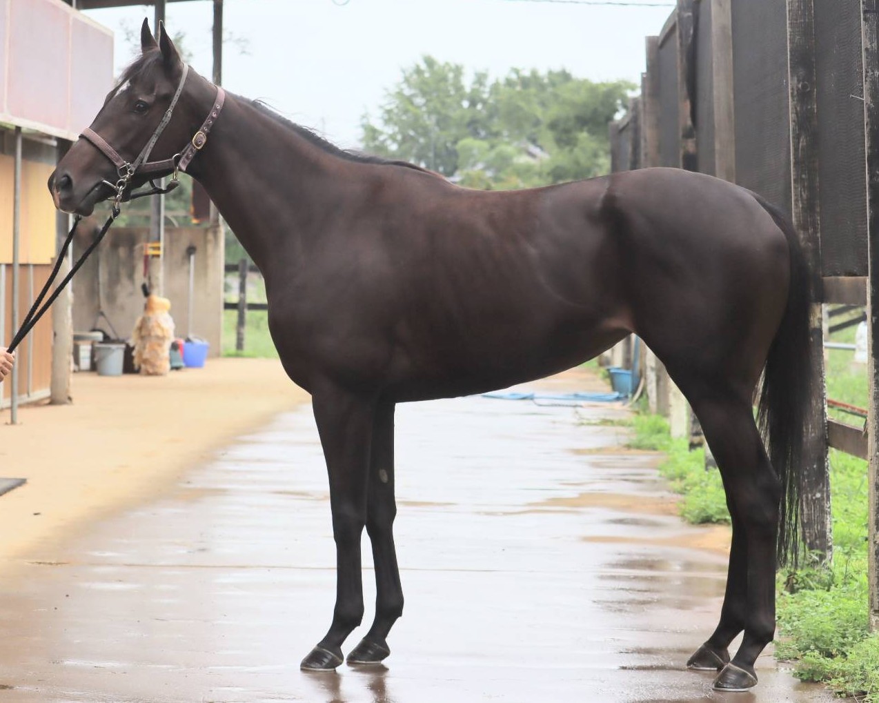 プラカーシャ　　牝３歳　　※地方競馬　在籍_main1