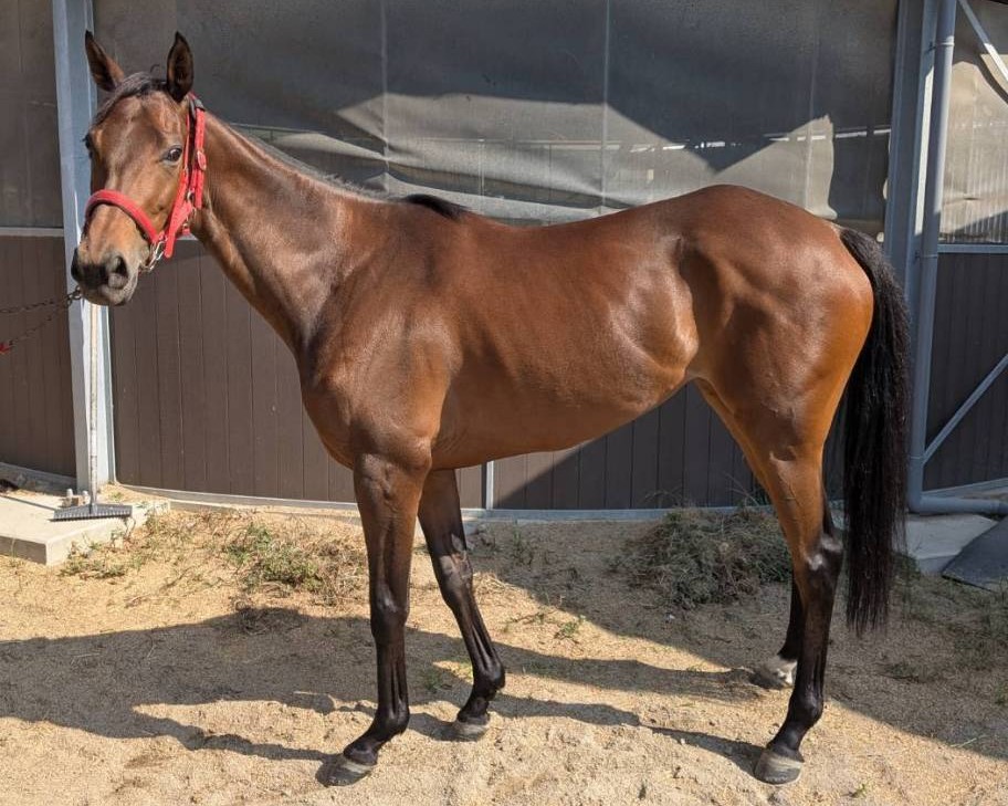 ヴァレスカ　　牝４歳　　※地方競馬　在籍_main1