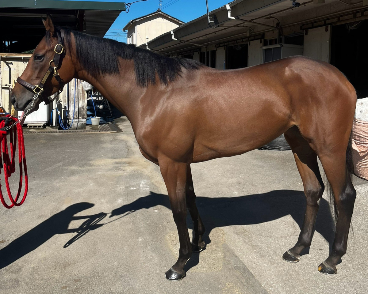 ナッシングベター　　牝４歳　　※地方競馬　在籍_main1