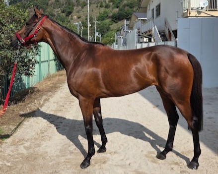 ホウオウヌーヴォー　　牝４歳　　※地方競馬　在籍_main1