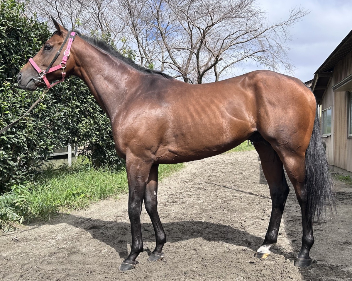 スカイブルー　　牡４歳　　※地方競馬　在籍_main1