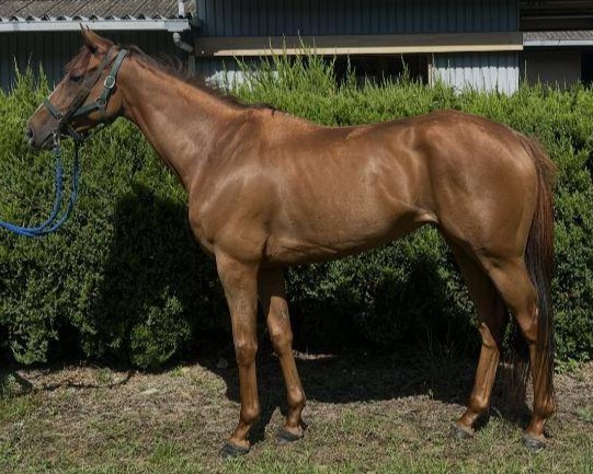 サブノレインボー　　牝５歳　　※地方競馬　在籍_main1