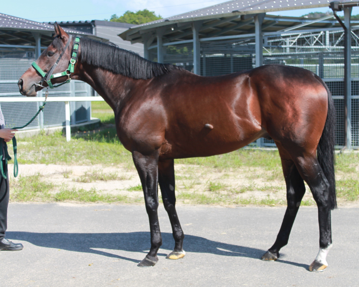 ドンカポノ　　牡８歳　　※地方競馬　在籍_main1