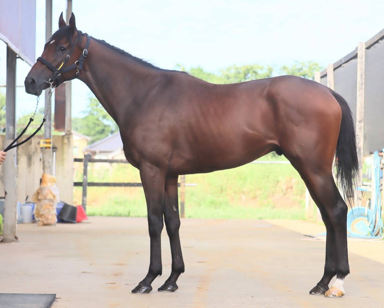 ノアソノマ　　セン３歳　　※中央競馬　登録抹消_main1