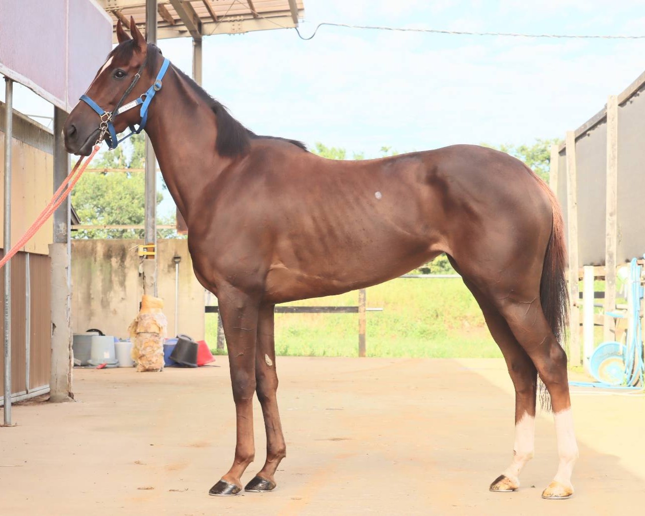 ロジタイガー　　牝３歳　　※中央競馬　登録抹消_main1