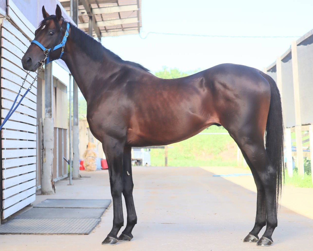 クールチェンジ　　牡３歳　　※中央競馬　登録抹消_main1