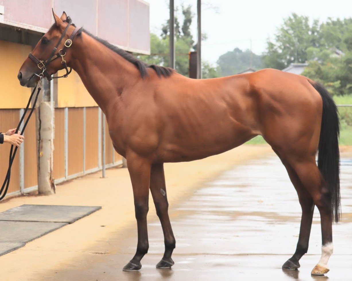 ミスバレンシア　　牝３歳　　※中央競馬　登録抹消_main1
