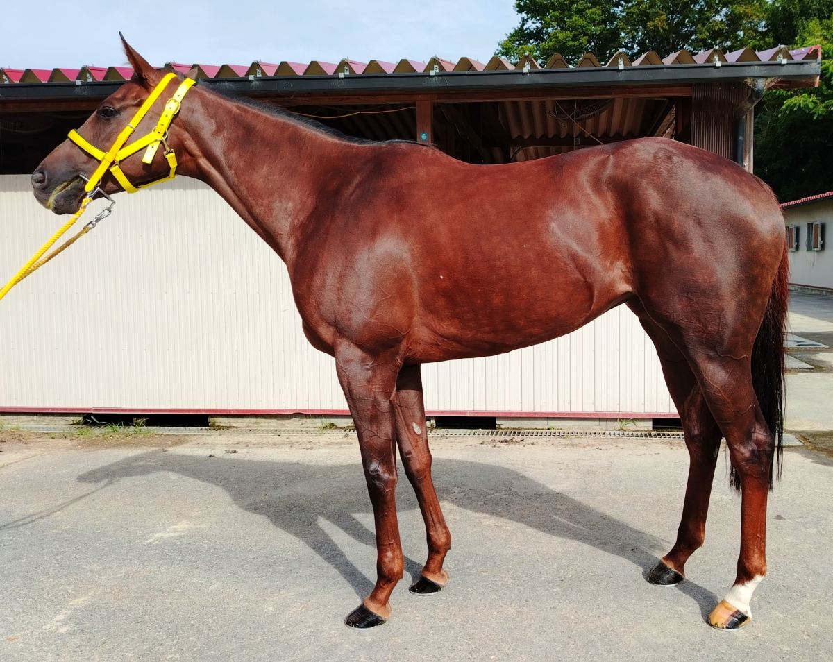 スカンジナビア　　牝６歳　　※中央競馬　登録抹消_main1