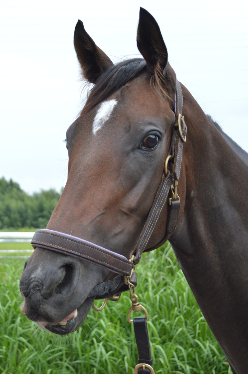 サンドロック 牝2歳 ※中央競馬 登録抹消 | サラブレッド
