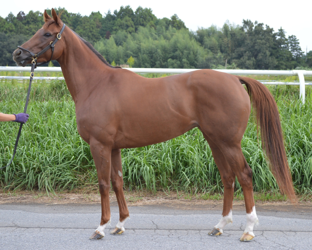 サブアトミック 牝3歳 ※中央競馬 登録抹消 | サラブレッド