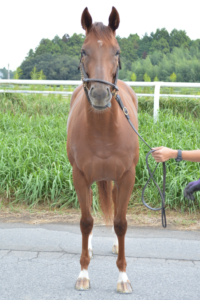 サブアトミック 牝3歳 ※中央競馬 登録抹消 | サラブレッドオークション