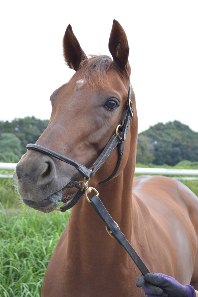 【華麗なる名牝】競馬ブック当日版：ヒシアマゾン/ノースフライト 94年（11部） 華麗なる名牝】競馬ブック当日版：ヒシアマゾン/ノースフライト