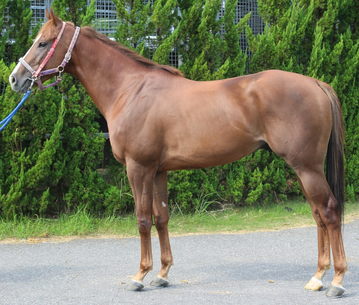 マイネルトゥルネー 牡4歳 ※中央競馬 登録抹消 | サラブレッド