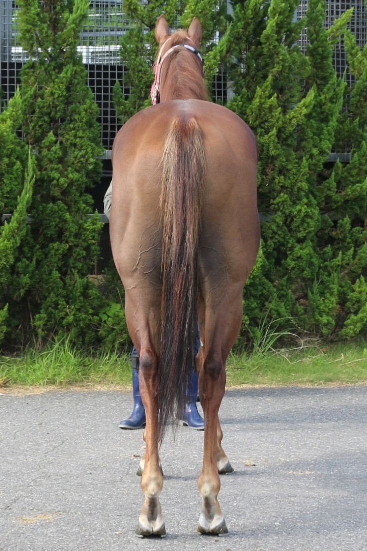 マイネルトゥルネー 牡4歳 ※中央競馬 登録抹消 | サラブレッド