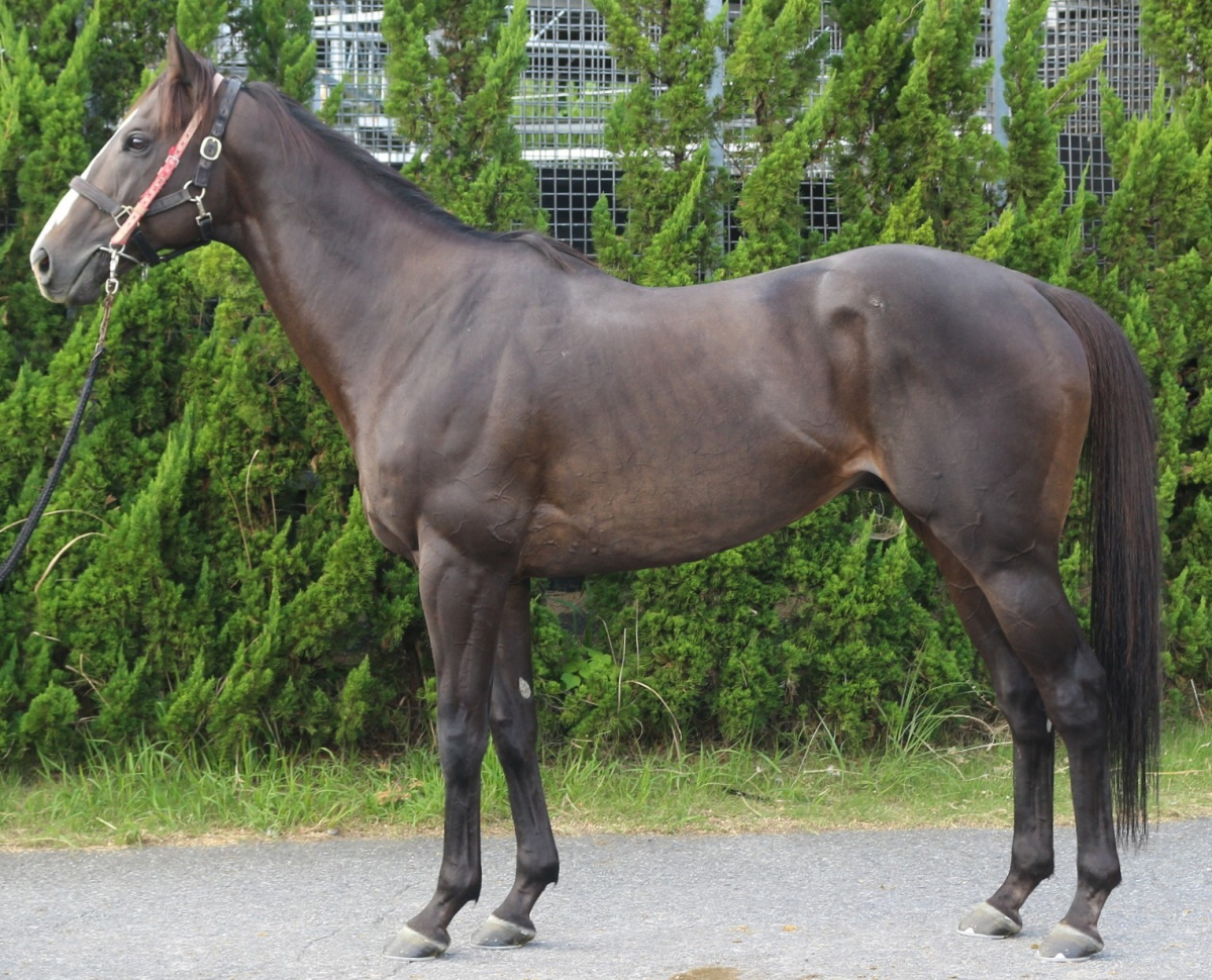 コナブラック　　牡６歳　　※中央競馬　登録抹消_main1