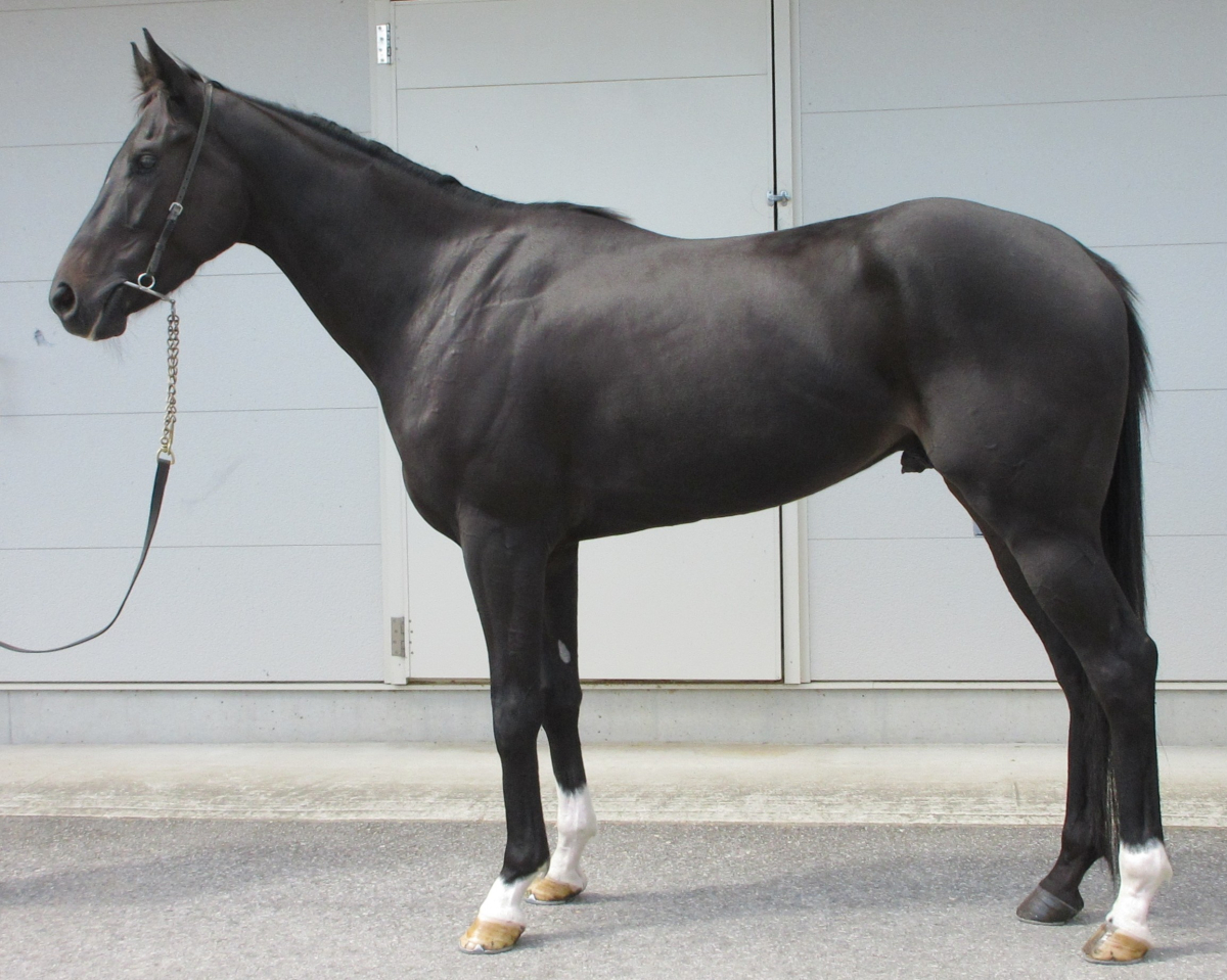 馬かつ様 確認用 馬ゼッケン キーホルダー Mサイズ 【オーダー品】功労馬繋養支援