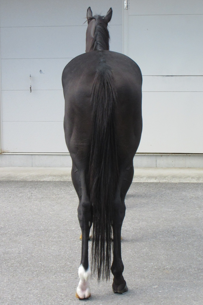 馬かつ様 確認用 馬ゼッケン キーホルダー Mサイズ 【オーダー品】功労馬繋養支援