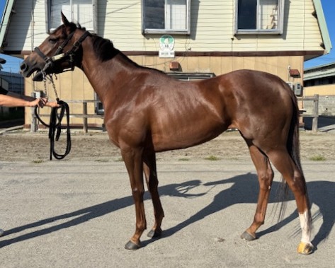 インディーフィルム 牝3歳 ※地方競馬 在籍 | サラブレッド