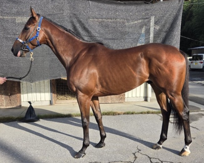 競馬　レア本 オニマル 牡3歳 ※地方競馬 在籍 | サラブレッドオークション