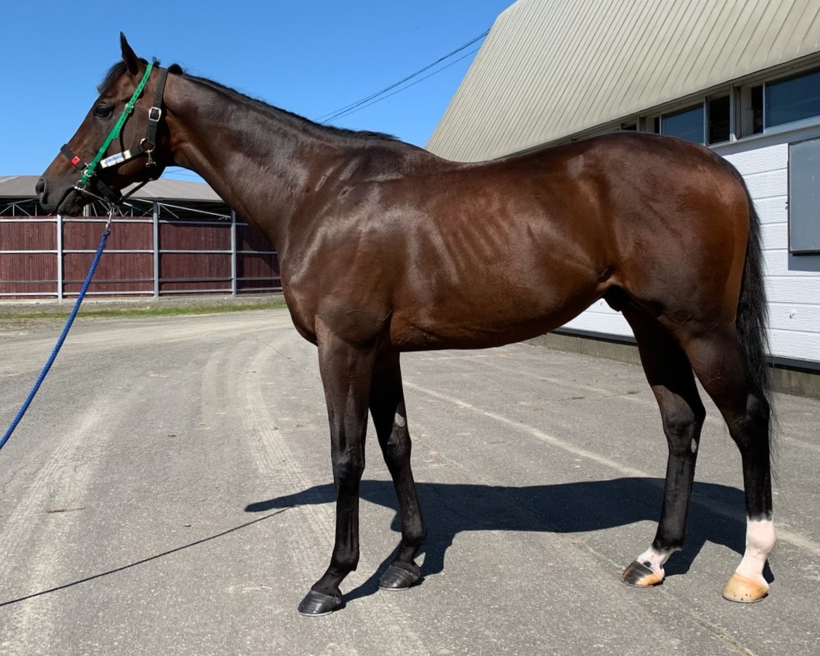 キングズロア 牡4歳 ※地方競馬 在籍 | サラブレッドオークション