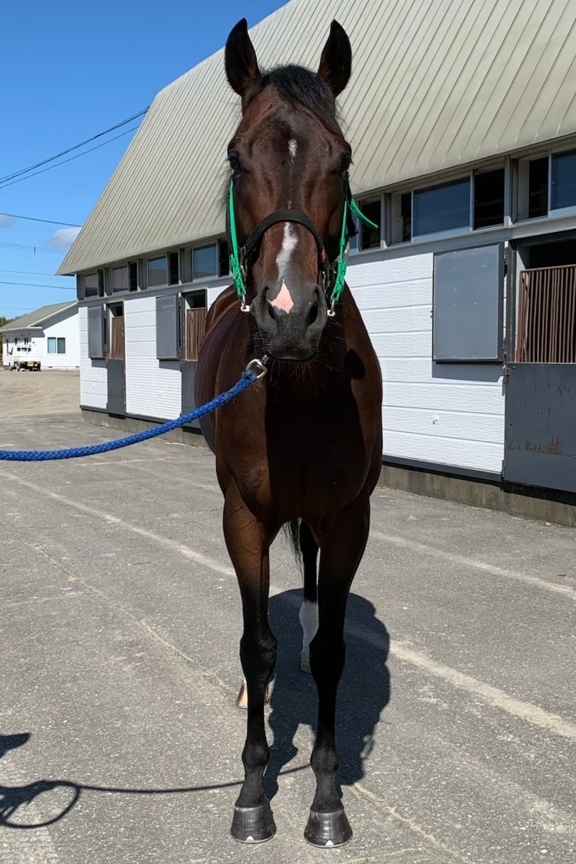 キングズロア 牡4歳 ※地方競馬 在籍 | サラブレッドオークション
