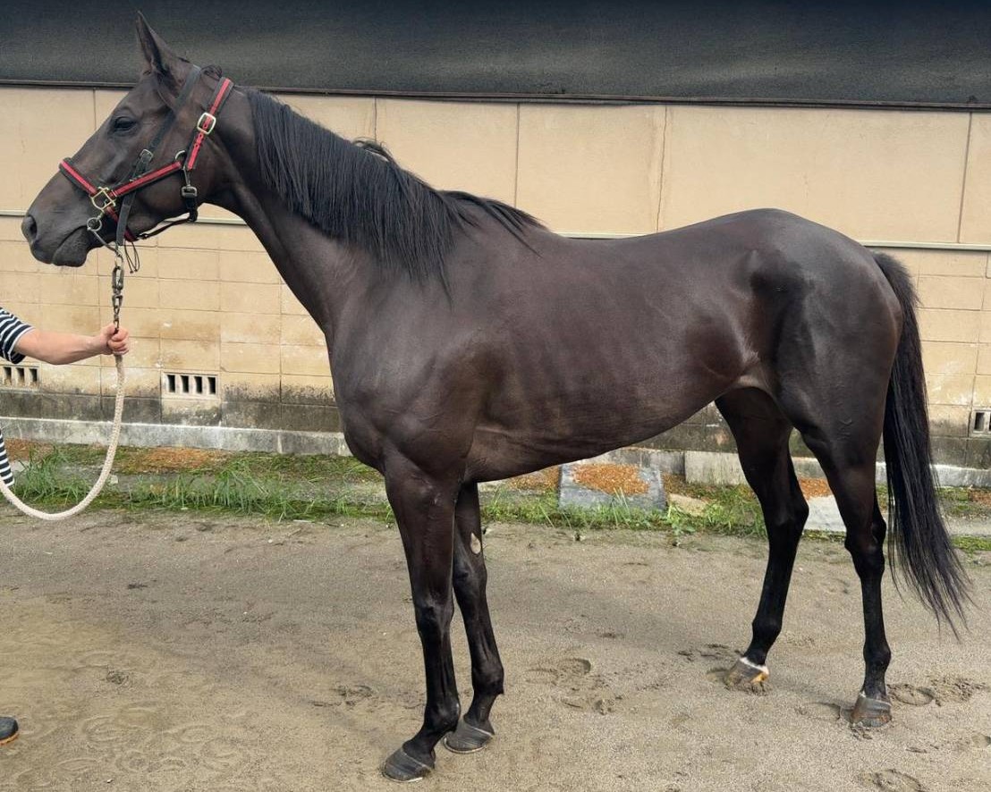 ワープエンジン 牝4歳 ※地方競馬 在籍 | サラブレッドオークション