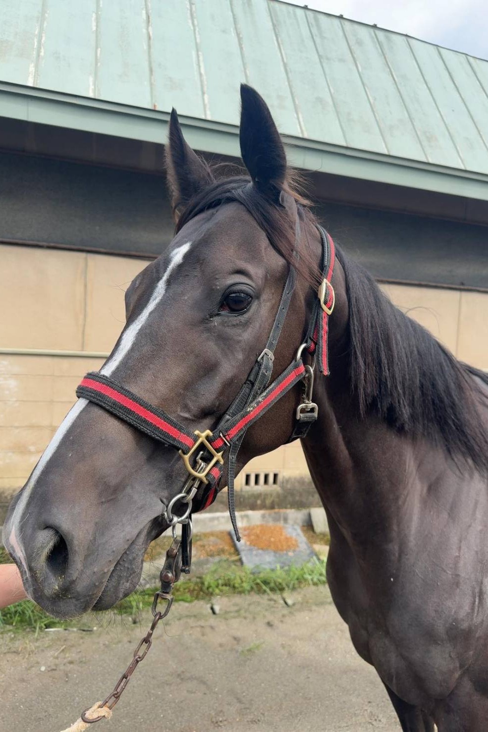 40年代位前のブラジル産メノー　円周14センチ　12センチ　厚さ7ミリ未満 40年代位前のブラジル産メノー 円周14センチ 12センチ 厚さ7ミリ