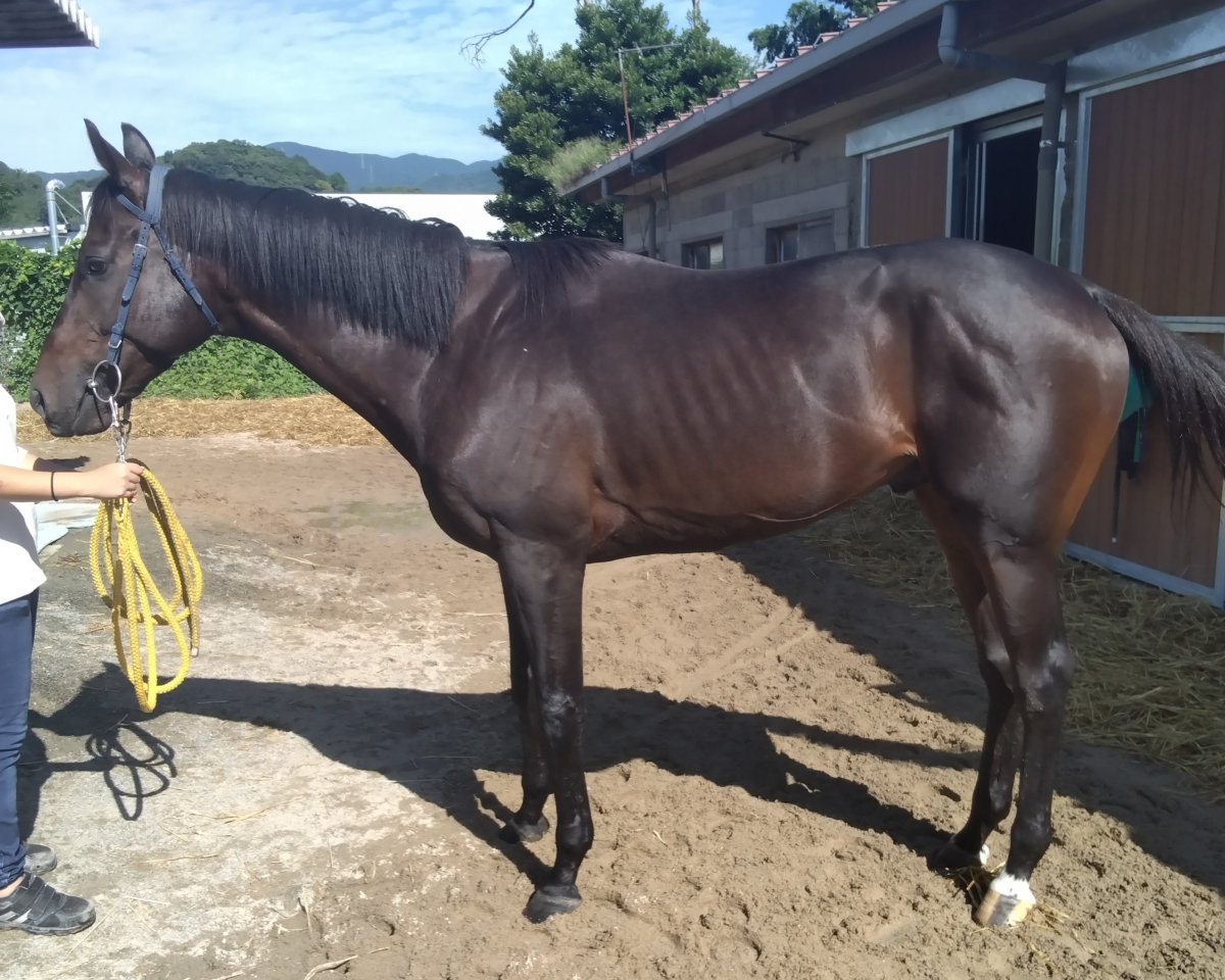 エピタキシー 牡4歳 ※地方競馬 在籍 | サラブレッドオークション