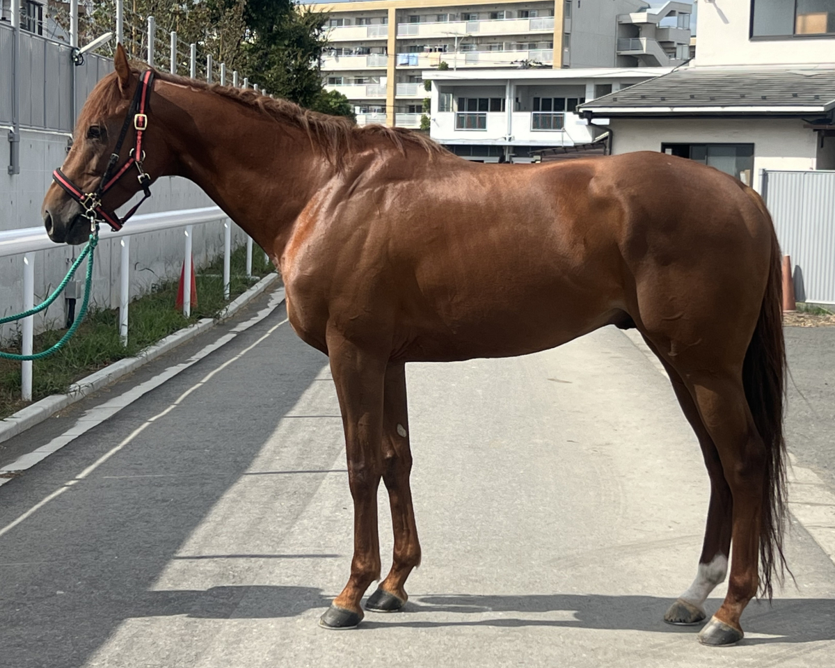 カシスオレンジ 牡4歳 ※地方競馬 在籍 | サラブレッドオークション