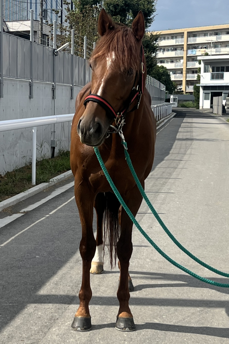 カシスオレンジ 牡4歳 ※地方競馬 在籍 | サラブレッドオークション