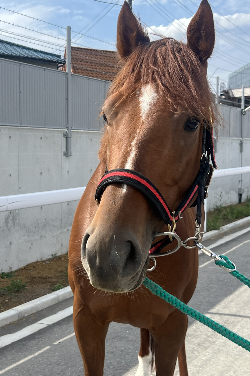 カシスオレンジ 牡4歳 ※地方競馬 在籍 | サラブレッドオークション