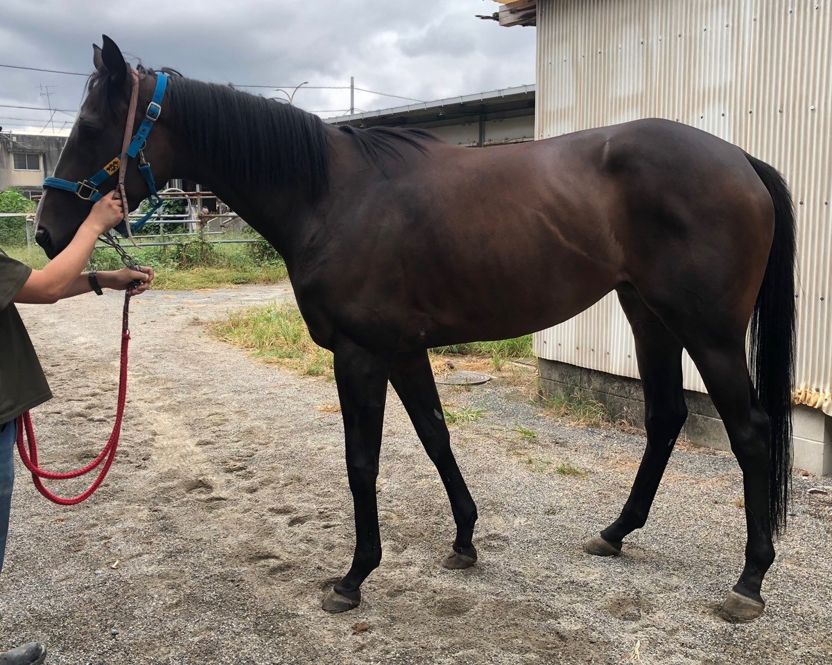 【最終値下げ】 沖縄オオハマボウ 索/塊根/イボ【氣まぐれセール】 最終値下げ】 沖縄オオハマボウ 索/塊根/イボ【氣まぐれセール