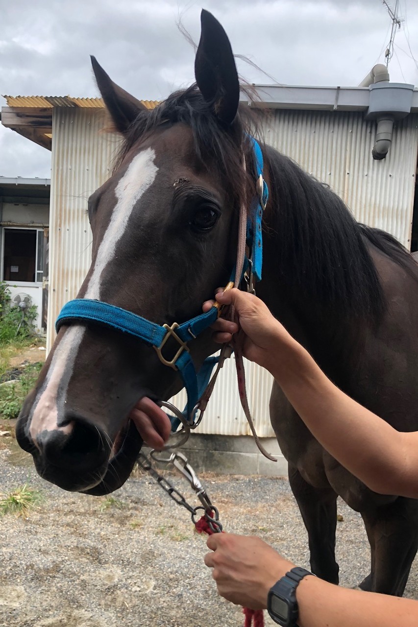 【最終値下げ】 沖縄オオハマボウ 索/塊根/イボ【氣まぐれセール】 本日、オンライン販売 琉球盆栽 - RYUKYU BONSAI - 2025/2/16
