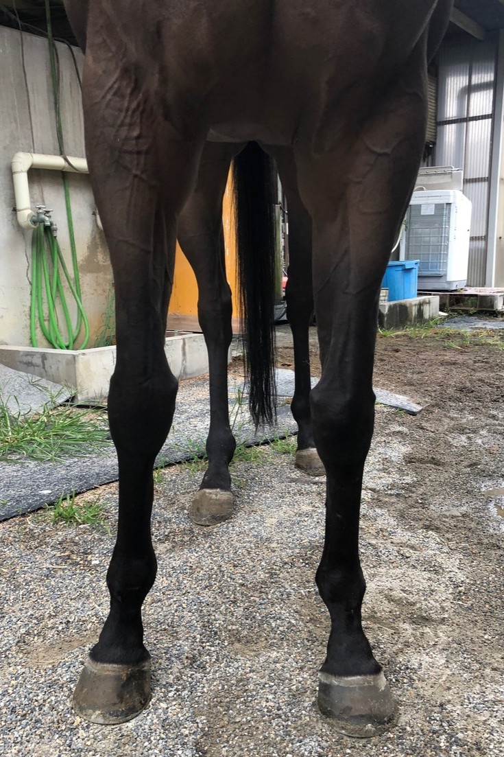 コーラルムーン 牝4歳 ※地方競馬 在籍 | サラブレッドオークション