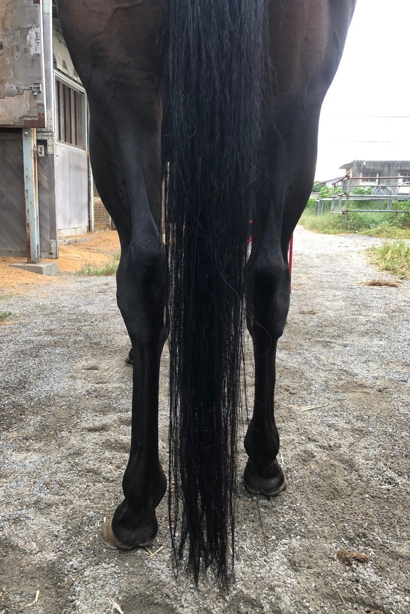 コーラルムーン 牝4歳 ※地方競馬 在籍 | サラブレッドオークション