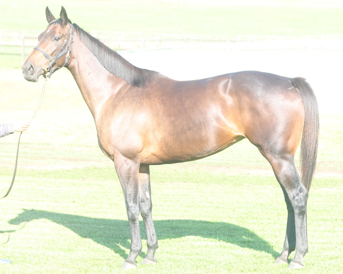 バージュアルアラブ　　牝５歳　　※繫殖牝馬（空胎）_main1