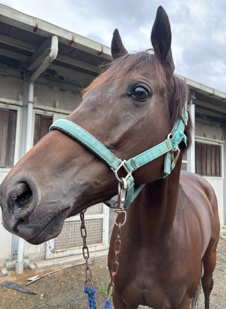 ハルショウさん購入予定 ウインフェリーチェ 牝6歳 ※地方競馬 在籍 | サラブレッド